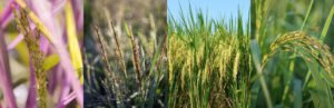 Hub of Rice | ศูนย์กลางความรู้ด้านวิทยาศาสตร์ และการวิจัยข้าวของประเทศไทย