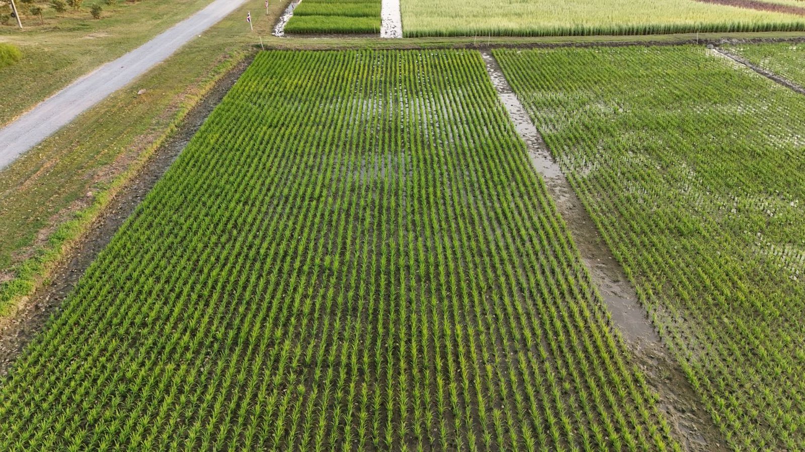 แปลงสาธิตข้าวพันธุ์ใหม่และเทคโนโลยีการผลิตข้าวสมัยใหม่