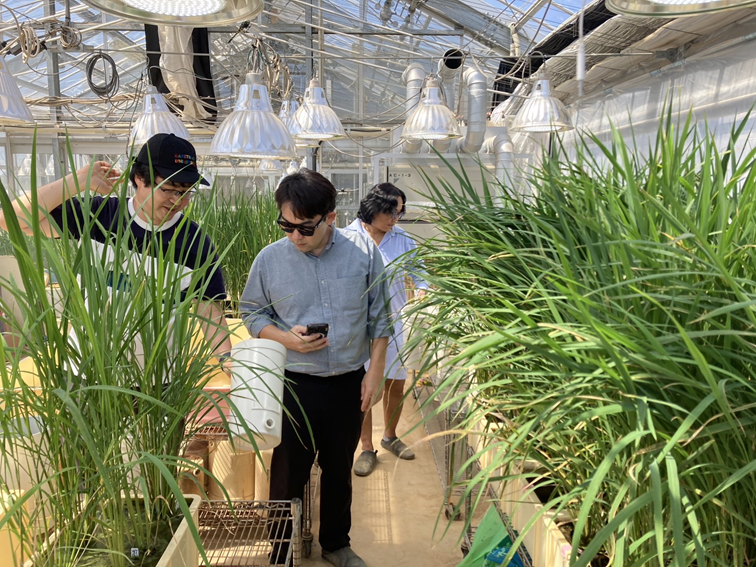 ความร่วมมือวิจัยระหว่างประเทศ: การใช้ Genome Editing เพื่อการปรับปรุงพันธุ์ข้าว