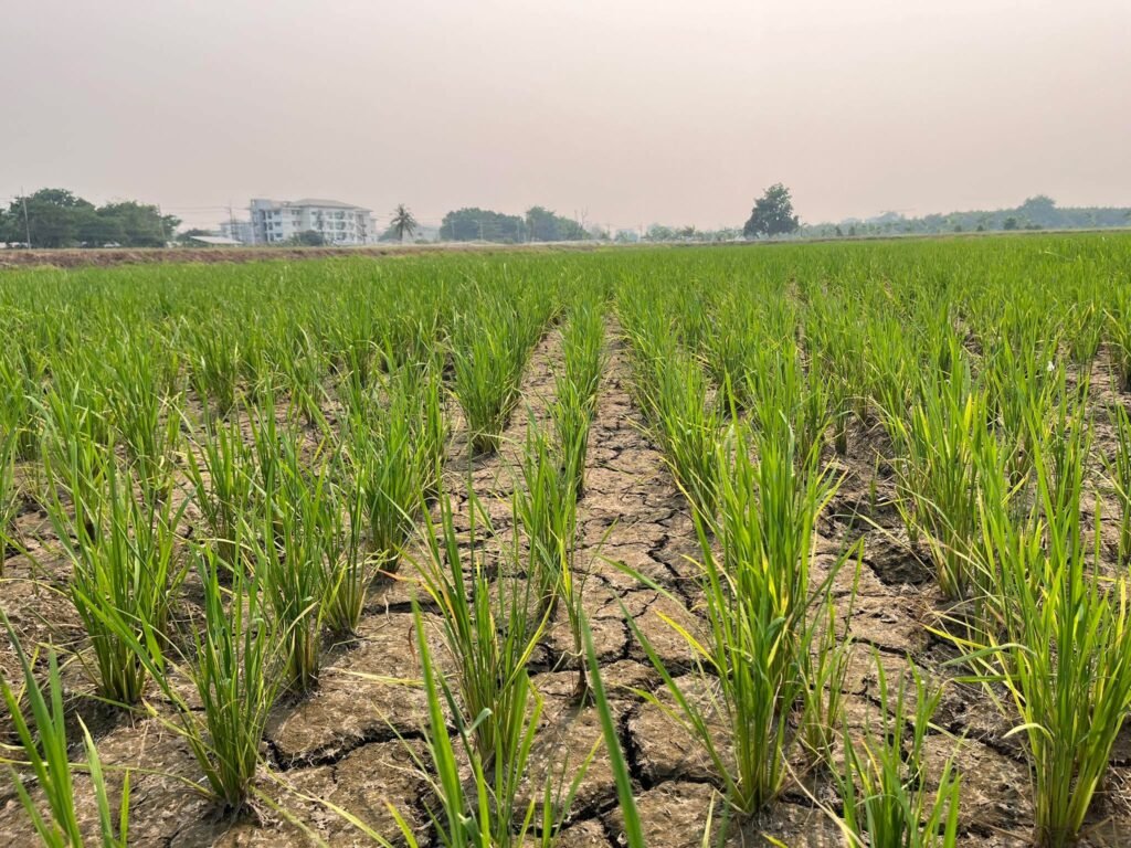 ศูนย์วิทยาศาสตร์ข้าว ขับเคลื่อนการปลูกข้าวยุคใหม่ ด้วยแนวคิด Climate Smart Rice ผ่านเทคนิค “เปียกสลับแห้ง” (Alternate Wetting and Drying: A…