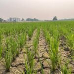 ศูนย์วิทยาศาสตร์ข้าว ขับเคลื่อนการปลูกข้าวยุคใหม่ ด้วยแนวคิด Climate Smart Rice ผ่านเทคนิค “เปียกสลับแห้ง” (Alternate Wetting and Drying: A…