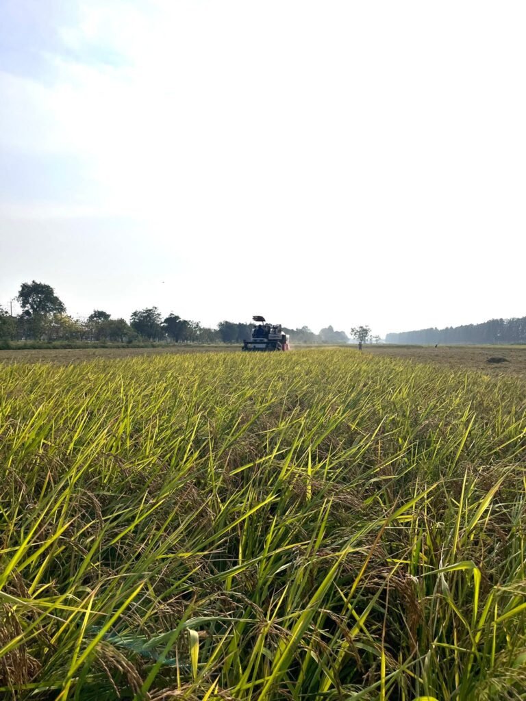 🌾 เก็บเกี่ยว “ไรซ์เบอร์รี่” จากแปลงผลิตเมล็ดพันธุ์ ณ มหาวิทยาลัยเกษตรศาสตร์ วิทยาเขตกำแพงแสน 🌾