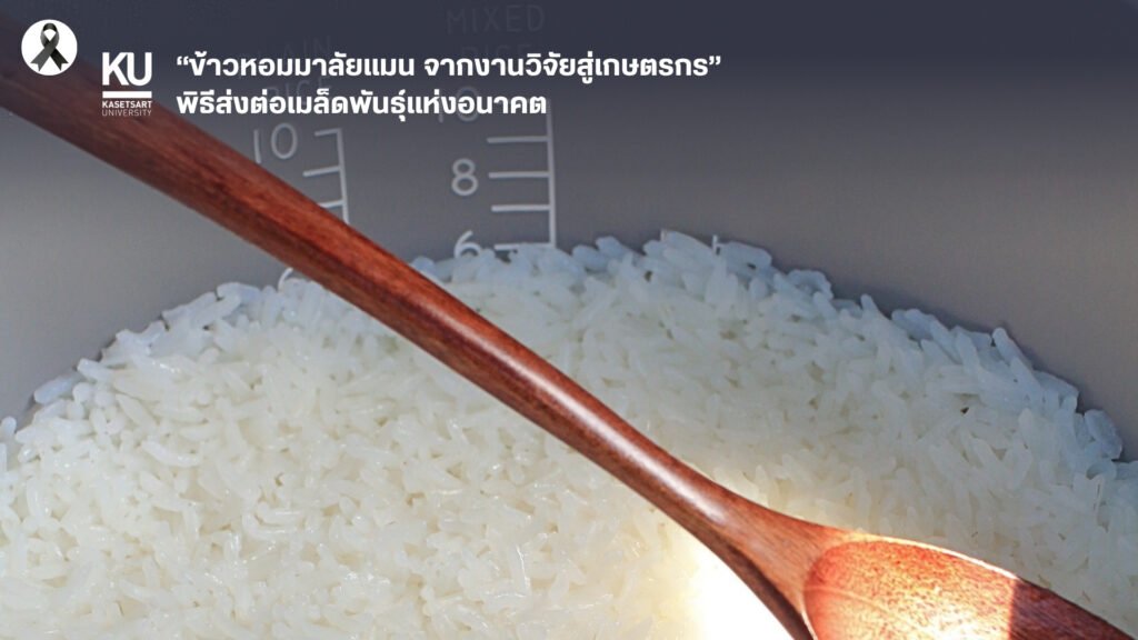 16 มิถุนายน 2569 ศูนย์วิทยาศาสตร์ข้าว มหาวิทยาลัยเกษตรศาสตร์ วิทยาเขตกำแพงแสน จัดพิธีส่งต่อเมล็ดพันธุ์แห่งอนาคต “ข้าวหอมมาลัยแมน : จากงานวิ…