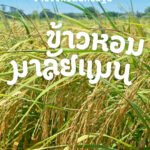 16 มิถุนายน 2569 ศูนย์วิทยาศาสตร์ข้าว มหาวิทยาลัยเกษตรศาสตร์ วิทยาเขตกำแพงแสน จัดพิธีส่งต่อเมล็ดพันธุ์แห่งอนาคต “ข้าวหอมมาลัยแมน : จากงานวิ…