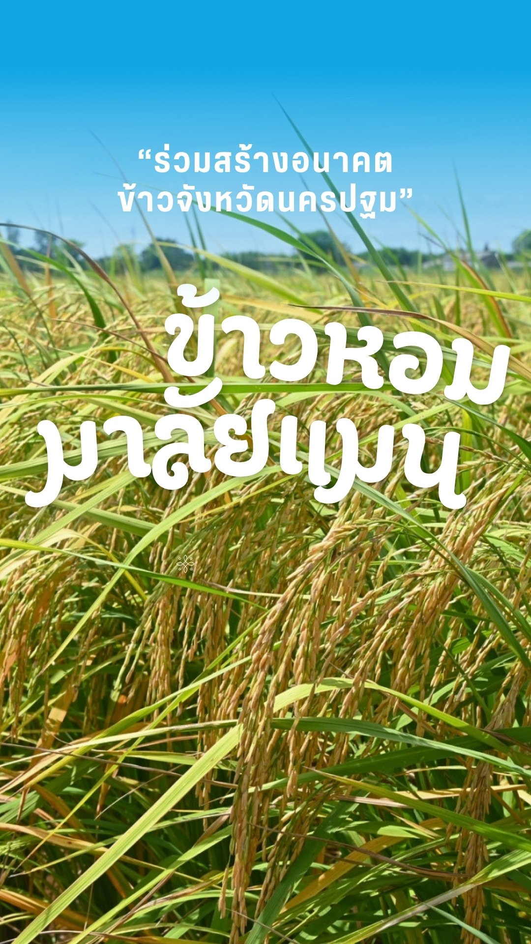 16 มิถุนายน 2569 ศูนย์วิทยาศาสตร์ข้าว มหาวิทยาลัยเกษตรศาสตร์ วิทยาเขตกำแพงแสน จัดพิธีส่งต่อเมล็ดพันธุ์แห่งอนาคต “ข้าวหอมมาลัยแมน : จากงานวิ…