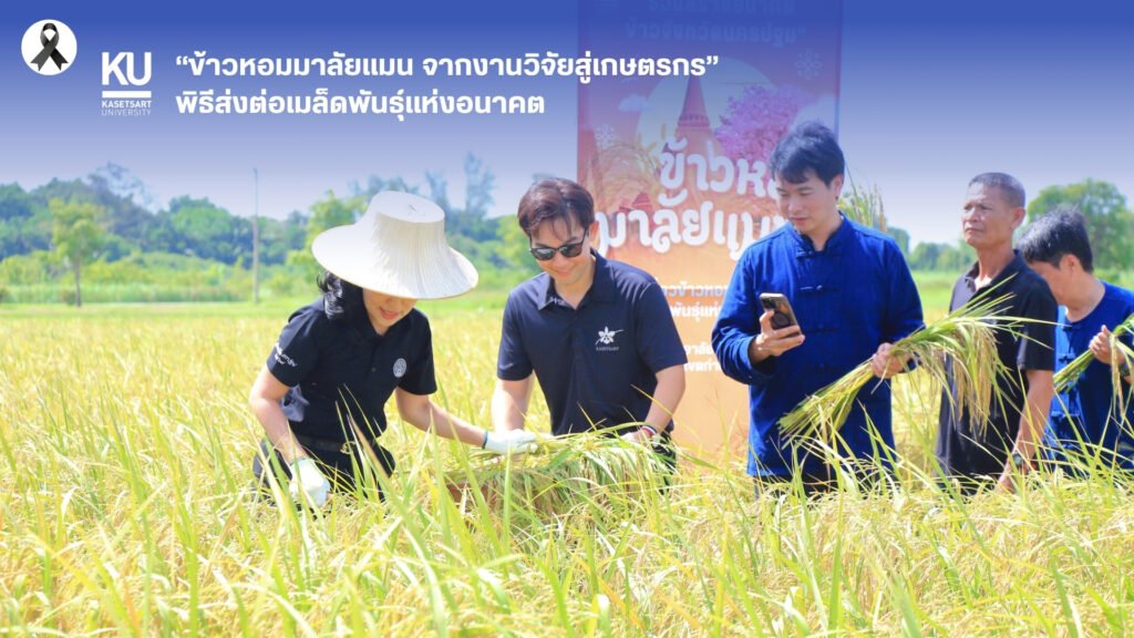 16 มิถุนายน 2569 ศูนย์วิทยาศาสตร์ข้าว มหาวิทยาลัยเกษตรศาสตร์ วิทยาเขตกำแพงแสน จัดพิธีส่งต่อเมล็ดพันธุ์แห่งอนาคต “ข้าวหอมมาลัยแมน : จากงานวิ…