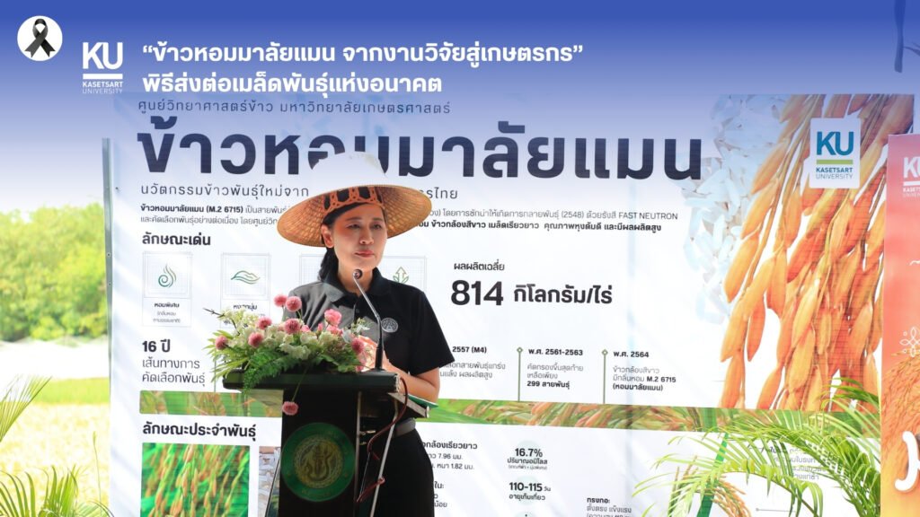 16 มิถุนายน 2569 ศูนย์วิทยาศาสตร์ข้าว มหาวิทยาลัยเกษตรศาสตร์ วิทยาเขตกำแพงแสน จัดพิธีส่งต่อเมล็ดพันธุ์แห่งอนาคต “ข้าวหอมมาลัยแมน : จากงานวิ…
