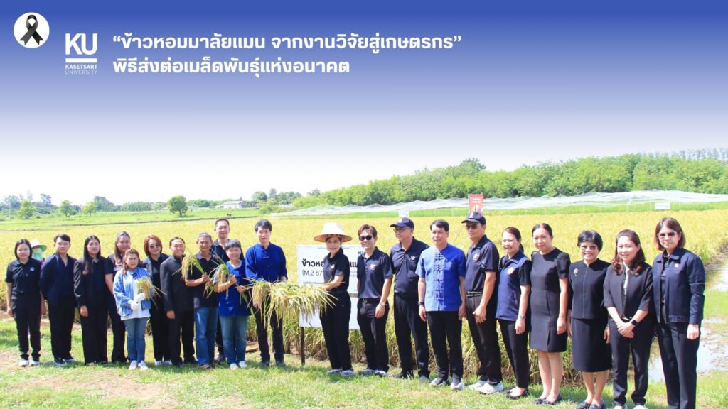16 มิถุนายน 2569 ศูนย์วิทยาศาสตร์ข้าว มหาวิทยาลัยเกษตรศาสตร์ วิทยาเขตกำแพงแสน จัดพิธีส่งต่อเมล็ดพันธุ์แห่งอนาคต “ข้าวหอมมาลัยแมน : จากงานวิ…