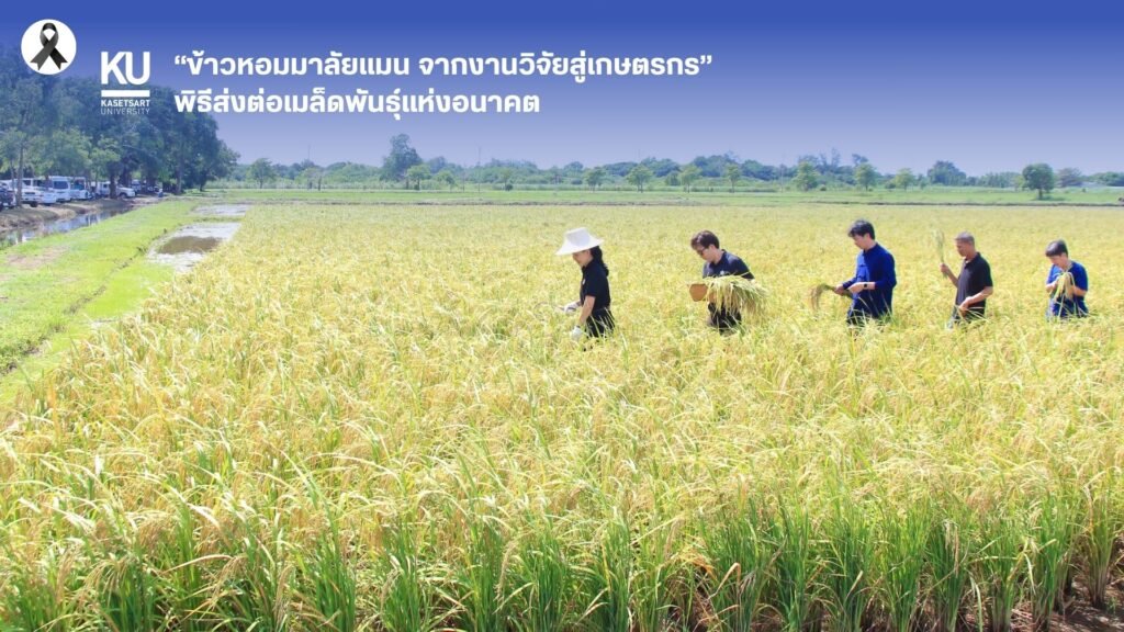 16 มิถุนายน 2569 ศูนย์วิทยาศาสตร์ข้าว มหาวิทยาลัยเกษตรศาสตร์ วิทยาเขตกำแพงแสน จัดพิธีส่งต่อเมล็ดพันธุ์แห่งอนาคต “ข้าวหอมมาลัยแมน : จากงานวิ…