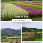 สะพานบุญ-โขกู้โส่ อ.ปาย จ.แม่ฮ่องสอน Bamboo bridge