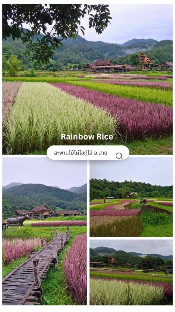 สะพานบุญ-โขกู้โส่ อ.ปาย จ.แม่ฮ่องสอน Bamboo bridge