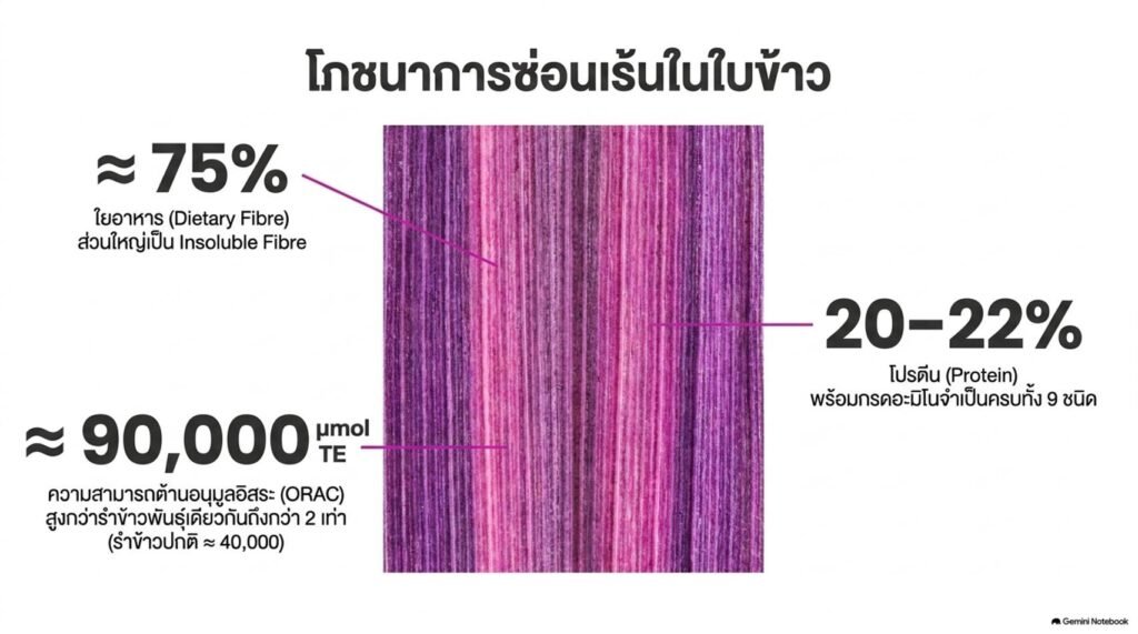 ศูนย์วิทยาศาสตร์ข้าว ม.เกษตรฯ  จัดแสดงผลงานวิจัย “นวัตพันธุ์ข้าวสรรพสี” ในงาน IP x Venture Rise Thailand 2026 ชวนสัมผัสมหัศจรรย์ข้าวไทย