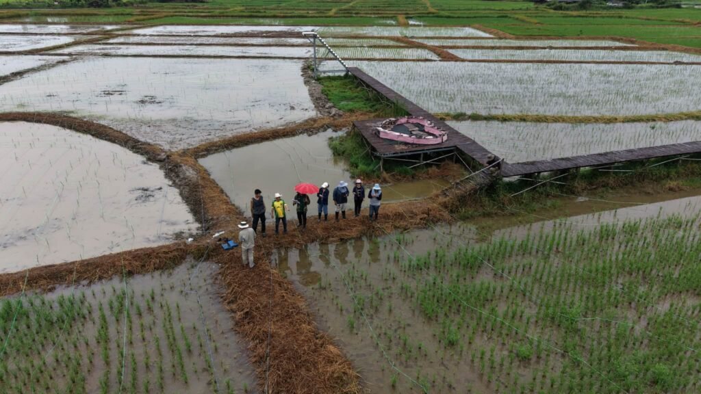 🌾“ข้าวคลีนแอร์” เปลี่ยนนาผืนเดิม ให้เป็นงานศิลปะ
