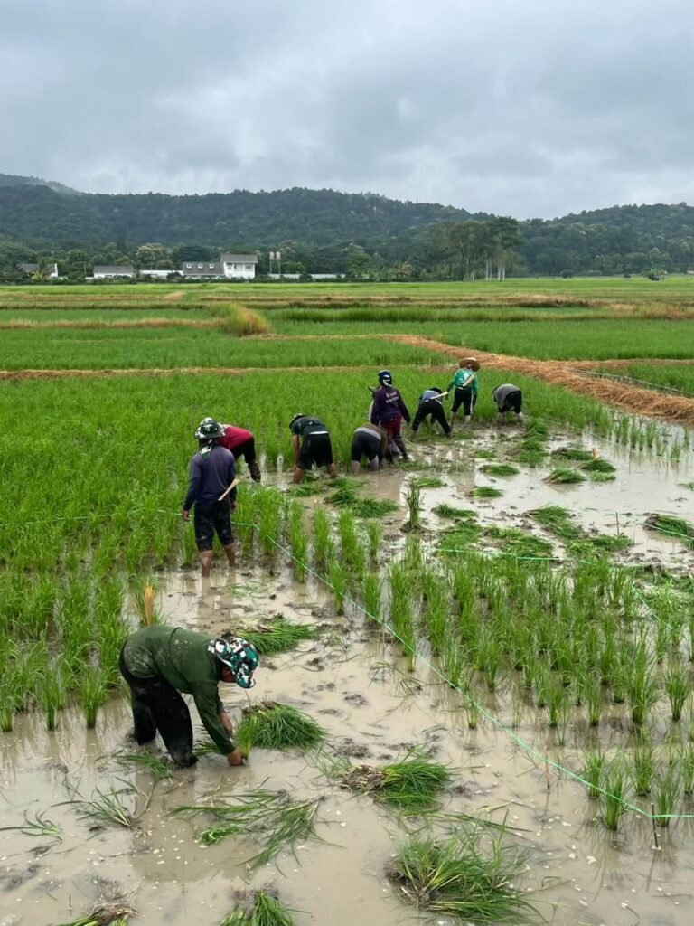 🌾“ข้าวคลีนแอร์” เปลี่ยนนาผืนเดิม ให้เป็นงานศิลปะ
