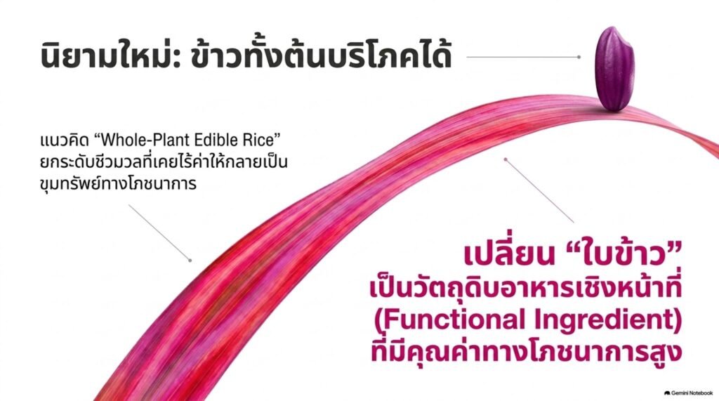 ศูนย์วิทยาศาสตร์ข้าว ม.เกษตรฯ  จัดแสดงผลงานวิจัย “นวัตพันธุ์ข้าวสรรพสี” ในงาน IP x Venture Rise Thailand 2026 ชวนสัมผัสมหัศจรรย์ข้าวไทย