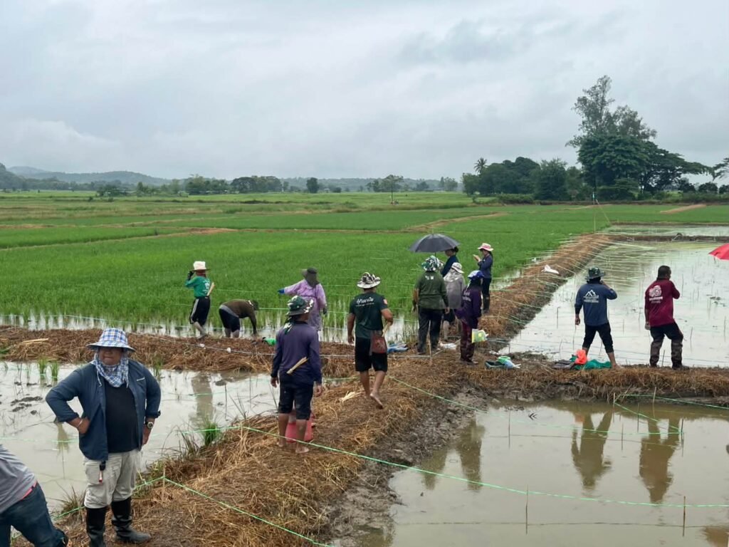 🌾“ข้าวคลีนแอร์” เปลี่ยนนาผืนเดิม ให้เป็นงานศิลปะ