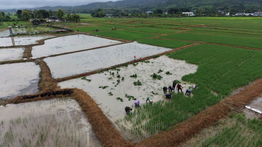 🌾“ข้าวคลีนแอร์” เปลี่ยนนาผืนเดิม ให้เป็นงานศิลปะ