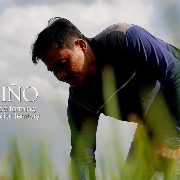 Inside El Nino – Thailand's rice farming enters unfamiliar territory